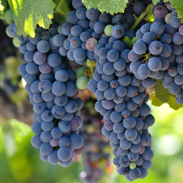 Grapes